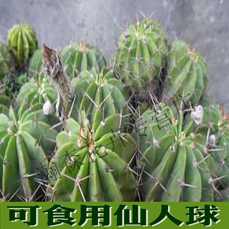 食用仙人球可熬汤可以开白花的仙人球可以嫁接天鹅蛋草球多肉植物