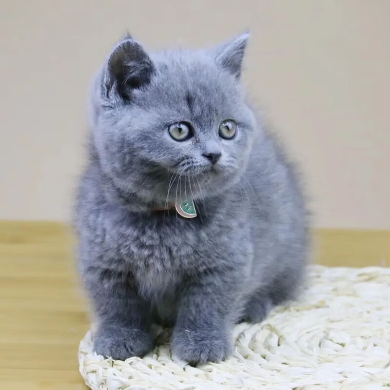 迈乐佳(maleejia)【视频选 终身辅导】纯种蓝猫活体宠物猫高品质蓝猫