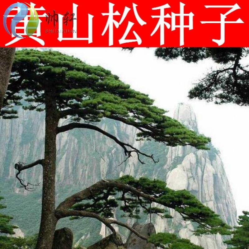 黄山松树种子 新采黄山松种子 别名迎客松 常青 天日松短叶松 黄山松