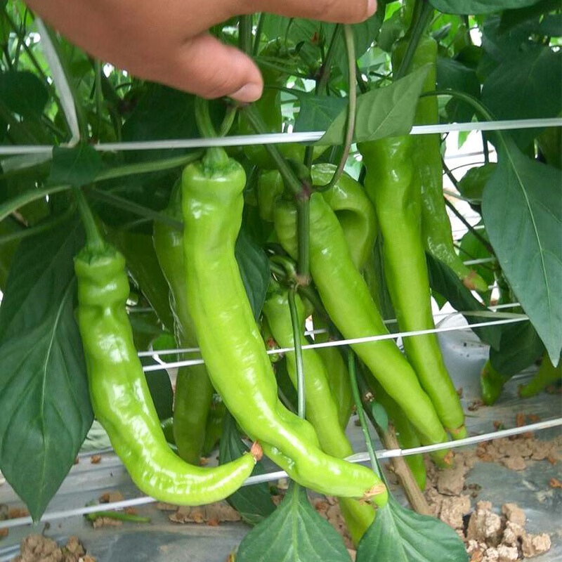 羊角椒种子阳台蔬菜特大牛角辣椒阳台庭院种植出芽率高辣椒有机