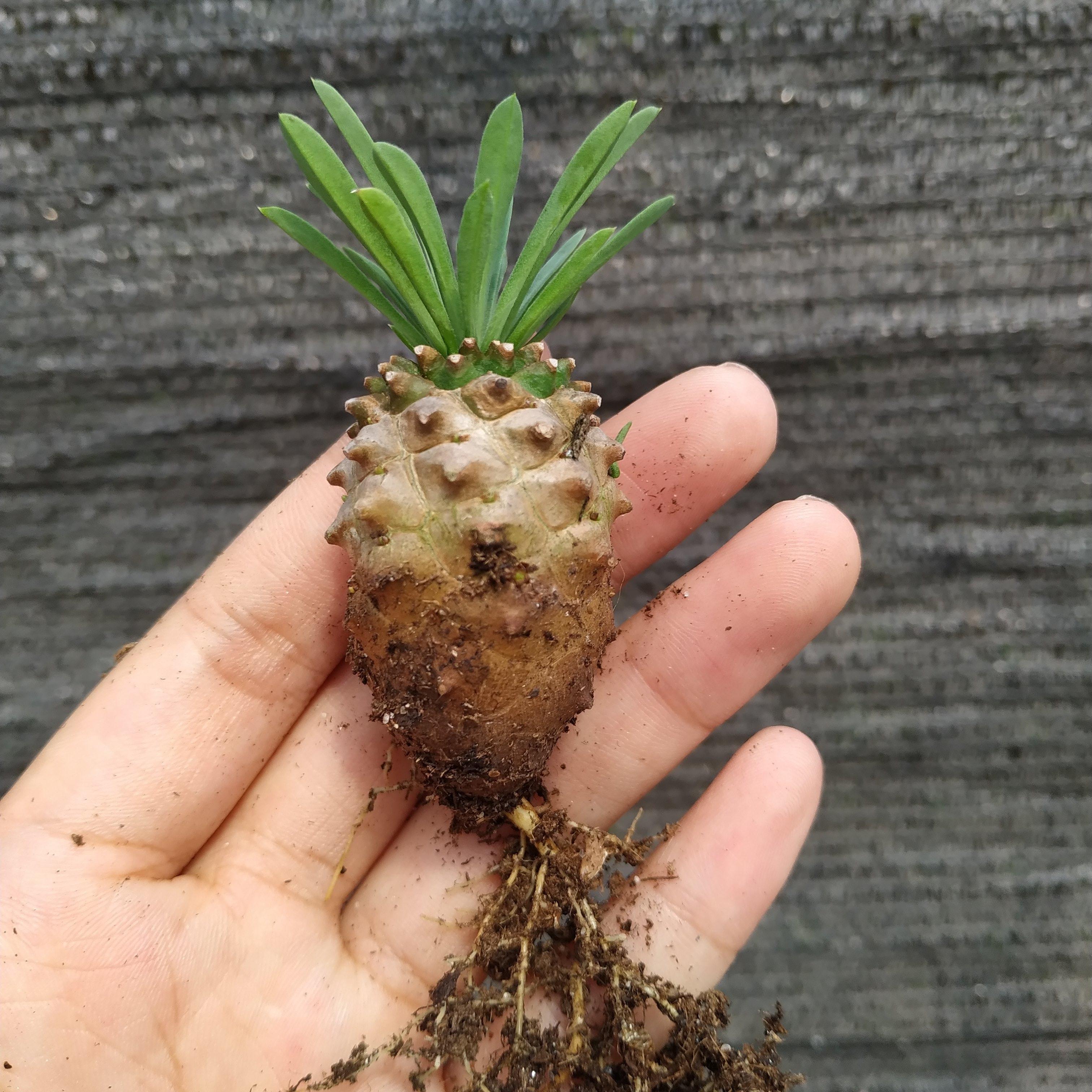 峨眉山铁甲丸同为大戟科 形似小菠萝 稀有多肉块根植物 峨眉山单头2