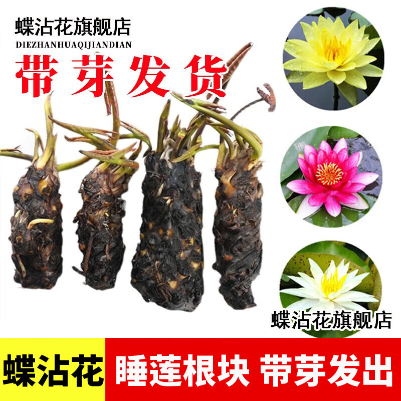 蝶沾花睡莲花苗根茎易活睡莲水养根块池塘鱼缸水培植物四季盆栽花卉水生 大睡莲花根块1个 不带盆