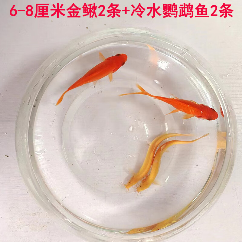 颂呵梵观赏黄金鳅小金龙泥鳅鲜活体冷淡水清洁练手鱼苗饲料清道夫好易