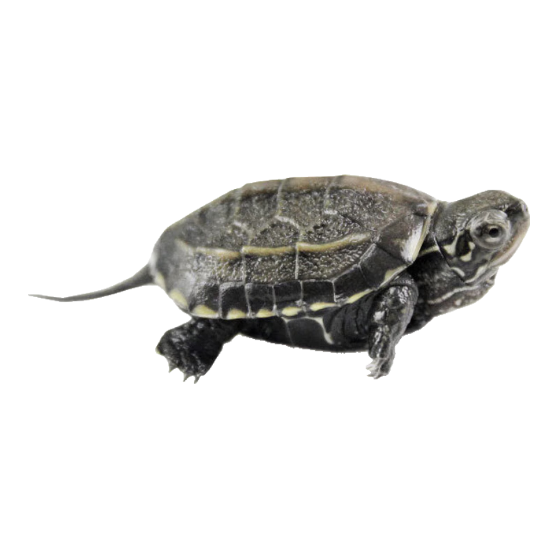 �л��ݹ� С�ڹ���� ����� 2-4cmС���Ծ 2.21Ԫ