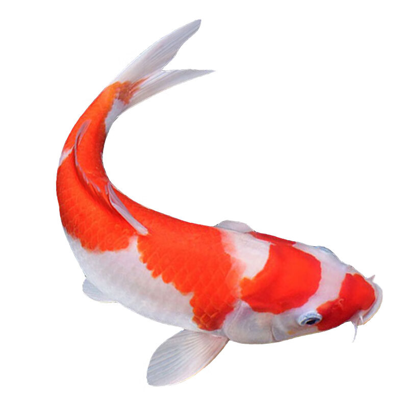 锦鲤活鱼苗观赏鱼冷水鱼好养耐活淡水鱼纯种红白凤尾鱼黄金鱼 红色