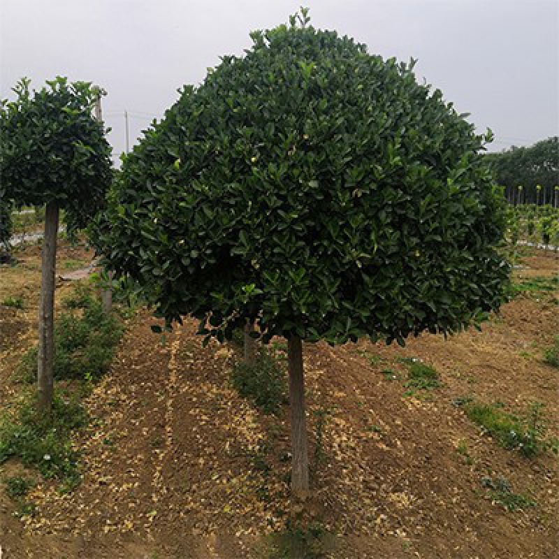 【高杆冬青球】粗度价格请咨询 40cm(含)-50cm(不含)