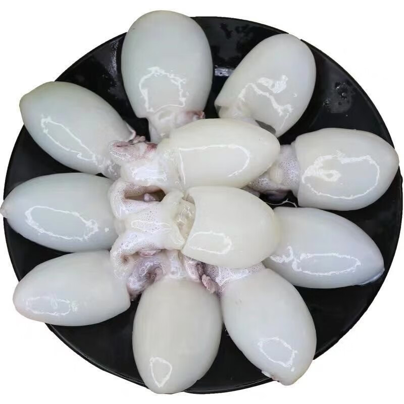 皓谦海鲜鲜活小墨鱼乌贼八爪鱼章鱼鱿鱼新鲜墨鱼仔生鲜爆头水产 500g