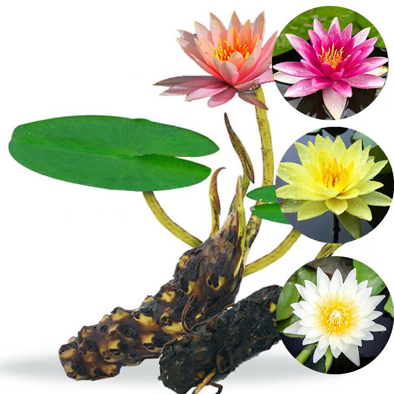 池塘水池大缸养殖水培盆栽花卉睡莲花苗根块根茎 睡莲根块1个(白色花)