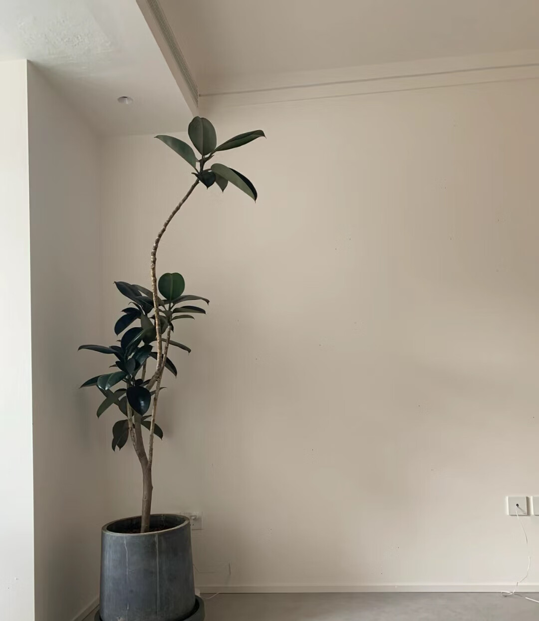 刘不丁造型花叶橡皮树 黑金刚室内大型盆栽办公室客厅四季绿植净化