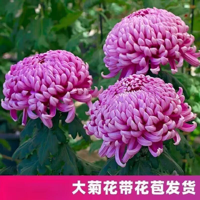 思取菊花盆栽秋菊大花苗耐寒室内外庭院种植花卉 紫绣球