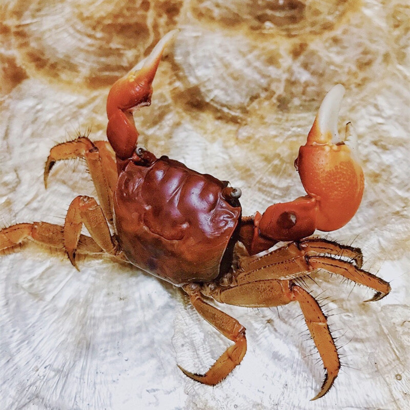 相手蟹观赏蟹活体桌面爬宠相守淡水螃蟹学生礼物水族宠物蟹易养 特大