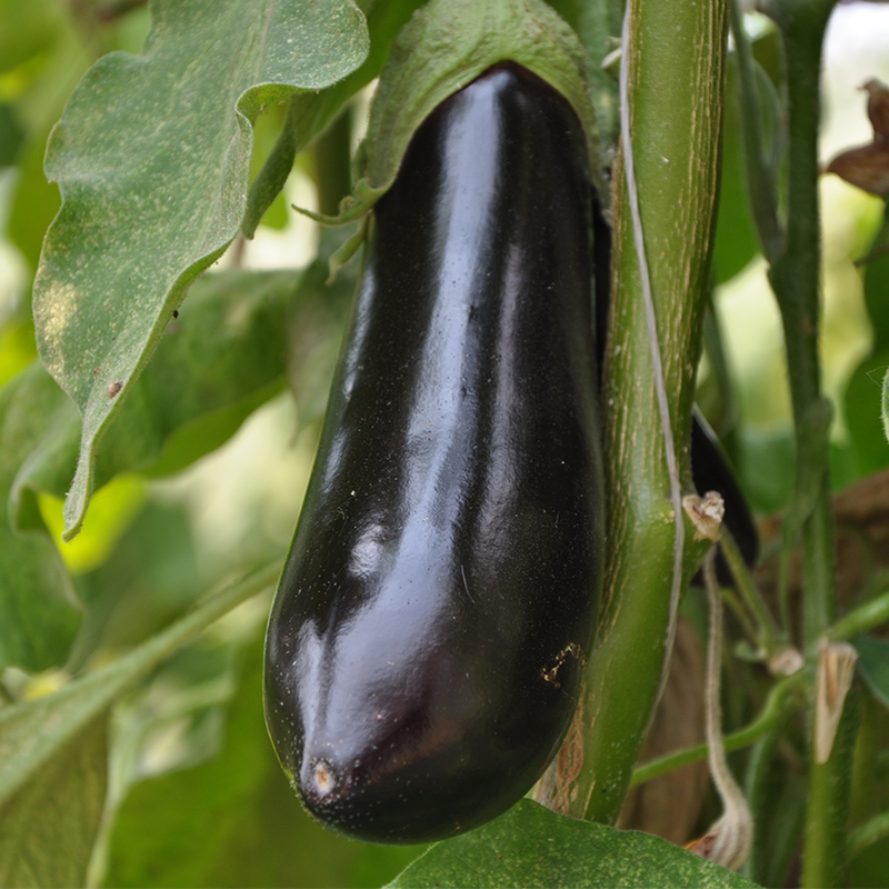 密之蓝天现摘现发 长茄子新鲜蔬菜紫皮茄子生鲜茄瓜果类蒜茄子 长茄子