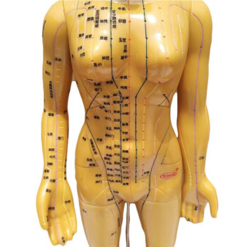人体穴位模型高清60cm中医模型模型图教学清晰女模刻字男模经络小 58