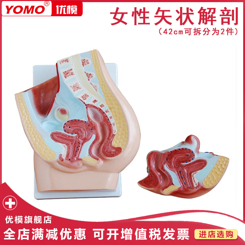 优模 女性矢状解剖(2件) 女性盆腔正中矢状切面模型 内生殖系统 盆腔