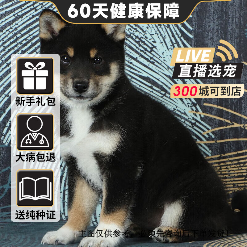 旺狗财猫柴犬幼犬活体日系日本纯种宠物狗狗柴犬豆柴黑色黄色 宠物级