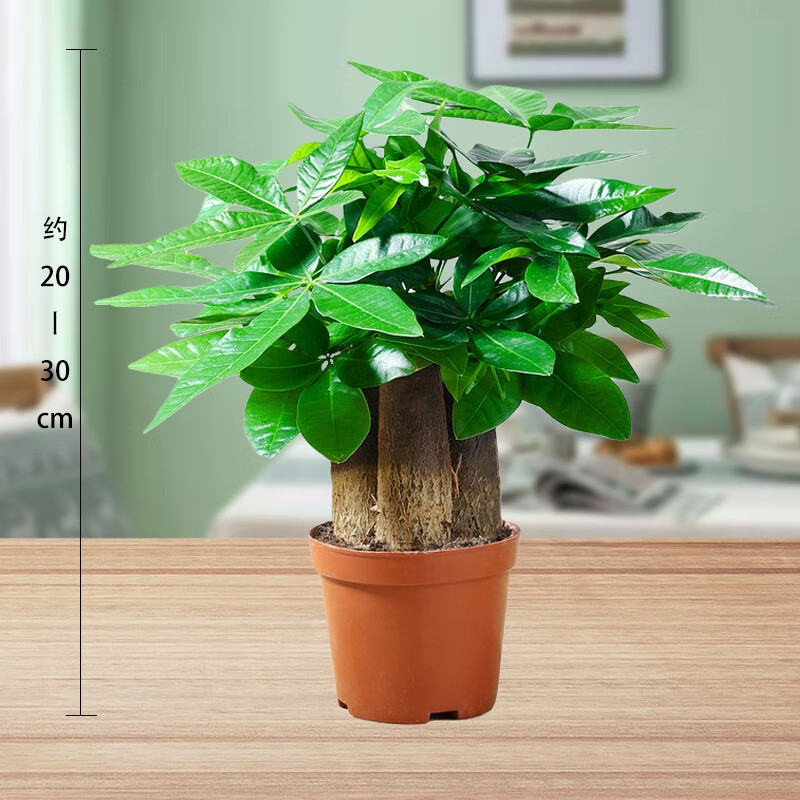 花知态(huazhitai)发财树盆栽室内客厅桌面绿植小盆景大发财树苗招财