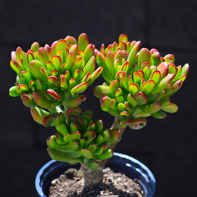 招财猫吸财树铲叶花月老桩多肉植物盆栽多肉绿植花卉超大室内组合