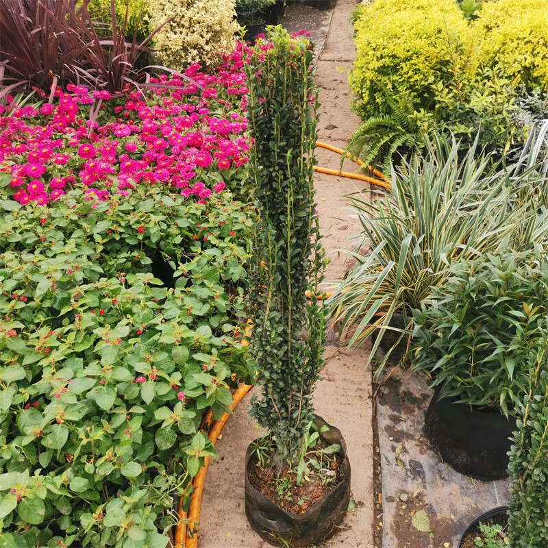 苏鲁雅卉直立冬青花境花墙耐热耐寒四季常青 1加仑 不含盆