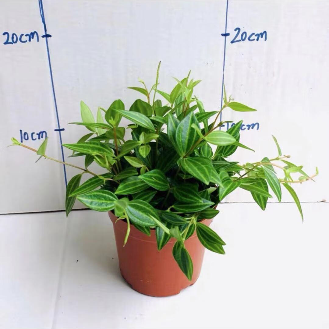 美漾钻石翡翠吊篮盆栽 吊兰植物花卉净化空气吸甲醛苯室内绿植卧室