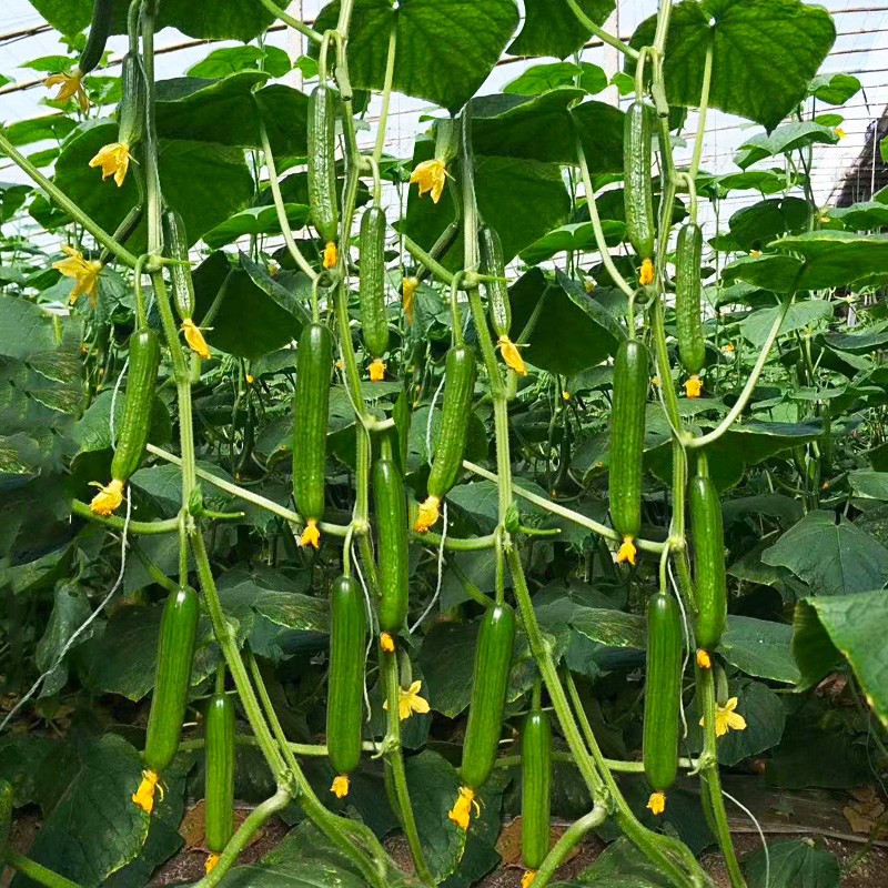 种子 四季盆栽种植草莓阳台  奶油白草莓种孑 草莓盆栽 水果黄瓜苗5棵