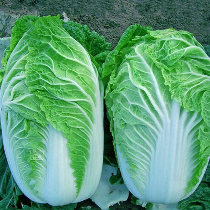 大禹夏秋季大白菜种子籽大全山东耐热小义和秋胶州黄心蔬菜四季种  胜