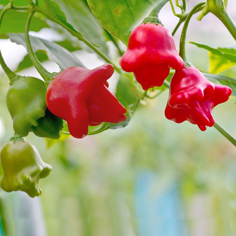 花中酷   五彩小辣椒种子阳台盆栽七彩观赏椒  四季南方春秋季 风铃小