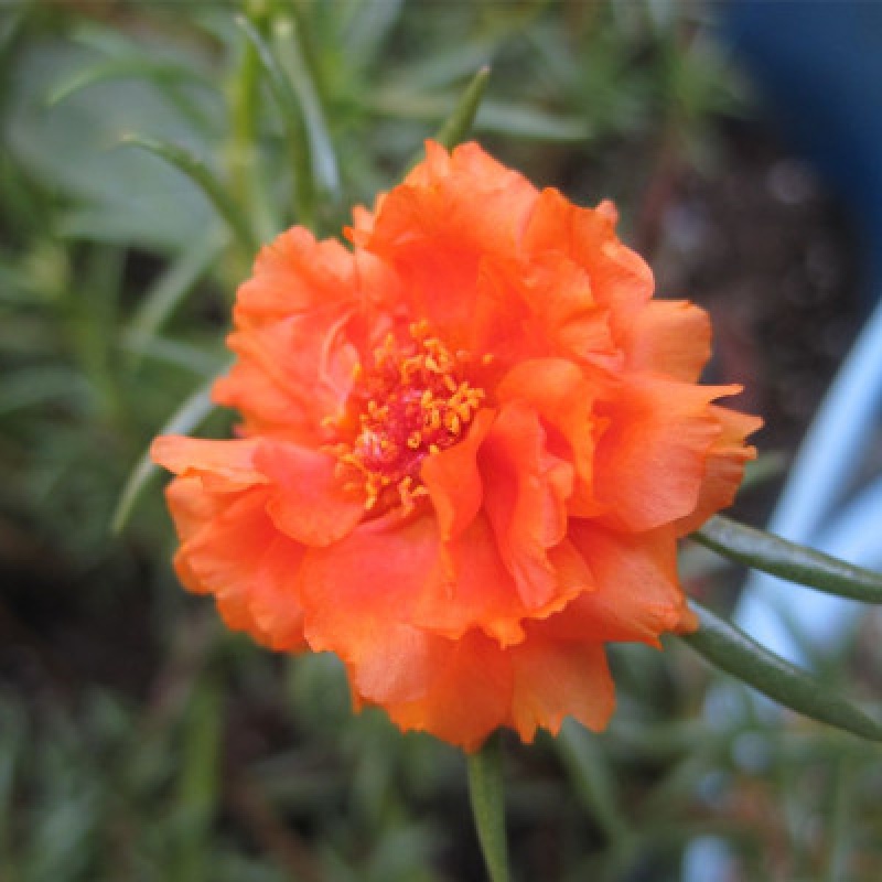 春沭 太阳花盆栽太阳花室内外盆栽阳台花卉植物太阳花重瓣多花色 橘色