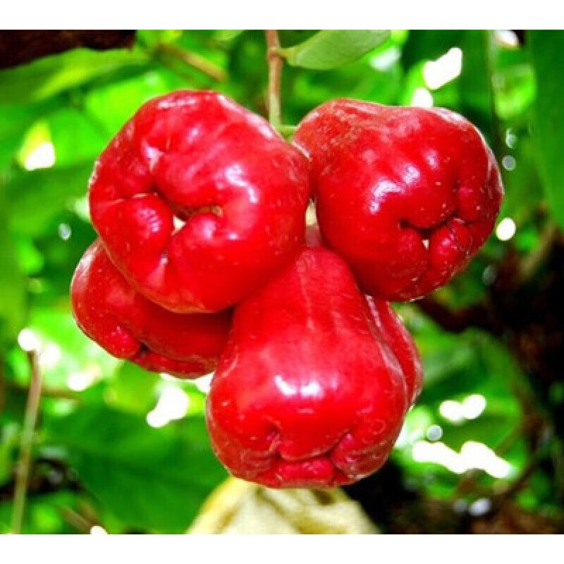 秋之果香莲雾苗热带水果 黑金刚莲雾果苗 果树苗盆栽 南方北方种植