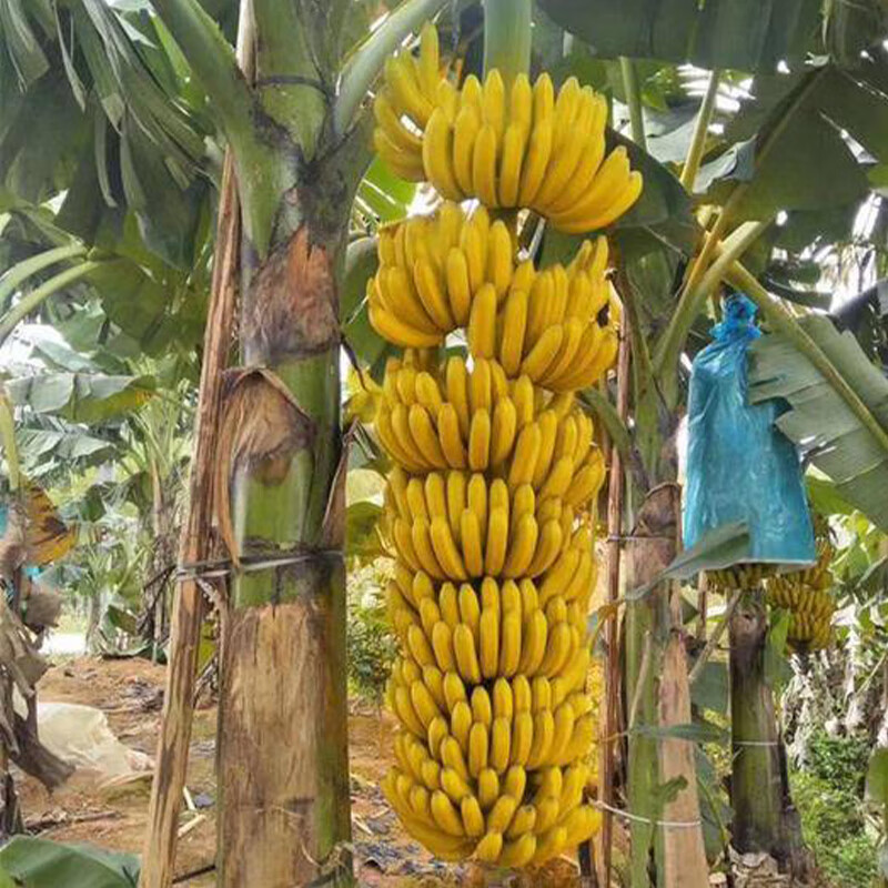 钦满芭蕉树绿植盆栽庭院香蕉树苗大型北方室外内耐寒植物户外大叶巴蕉