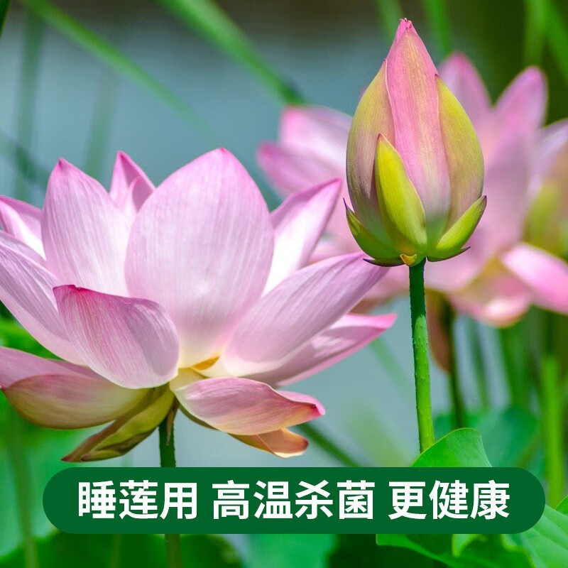 荷塘泥营养土碗莲睡莲荷花铜钱草水生植物花卉等河塘泥 荷塘泥新包装