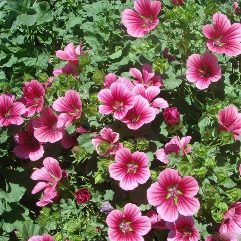 好客花乡花海专用花草籽盆栽庭院都可种植四季可播花卉马洛葵种子好客