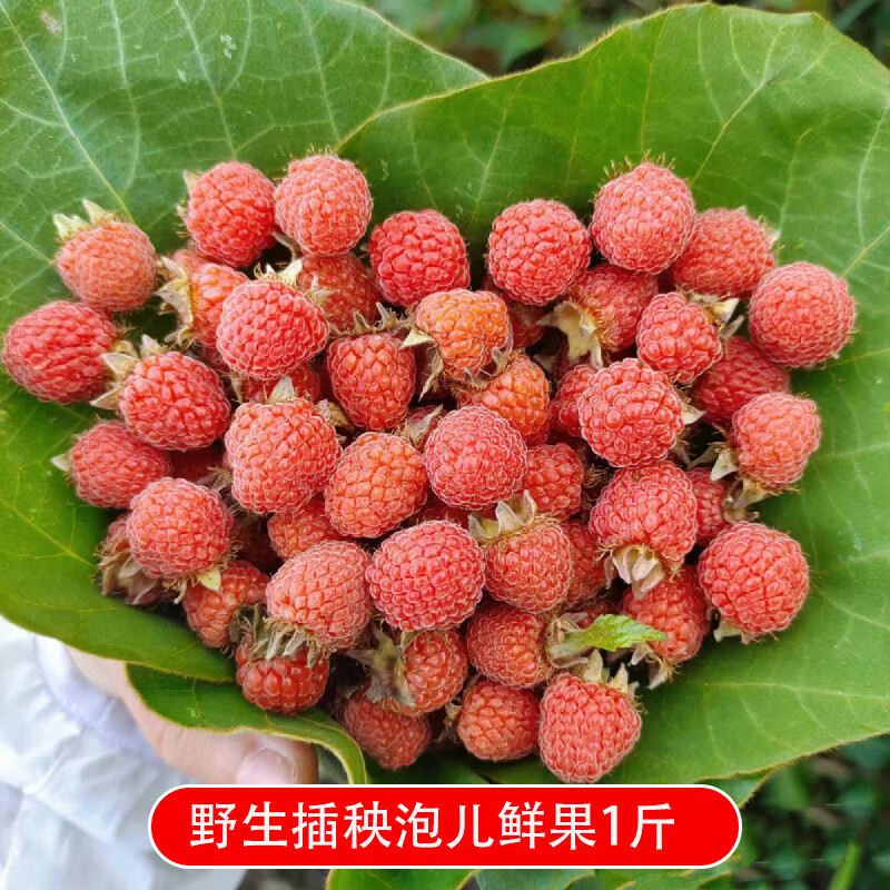 颜曼箐野生红树莓插秧泡儿鲜果孕妇水果覆盆子稀有新鲜大树梅顺丰空运
