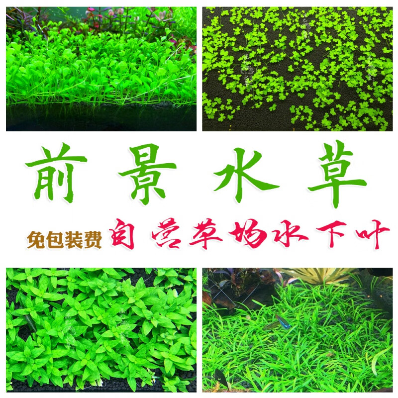 再宠鱼缸前景草水草活体趴地爬地矮珍珠挖耳牛毛毡迷你矮天湖葵水晶莫斯7 5cm网片 虎窝购