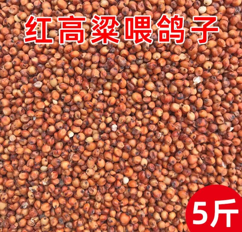 姬卉鸽粮红高粱喂鸽子粮食去壳带皮鸟食信鸽观赏鸽肉鸽幼鸽成鸽粮饲料怎么看?
