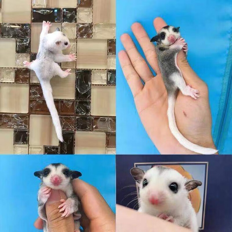 蜜袋鼯活体幼崽蜜袋鼬口袋小飞鼠白脸纯白马赛克公母玩家粮食朴彩(puc