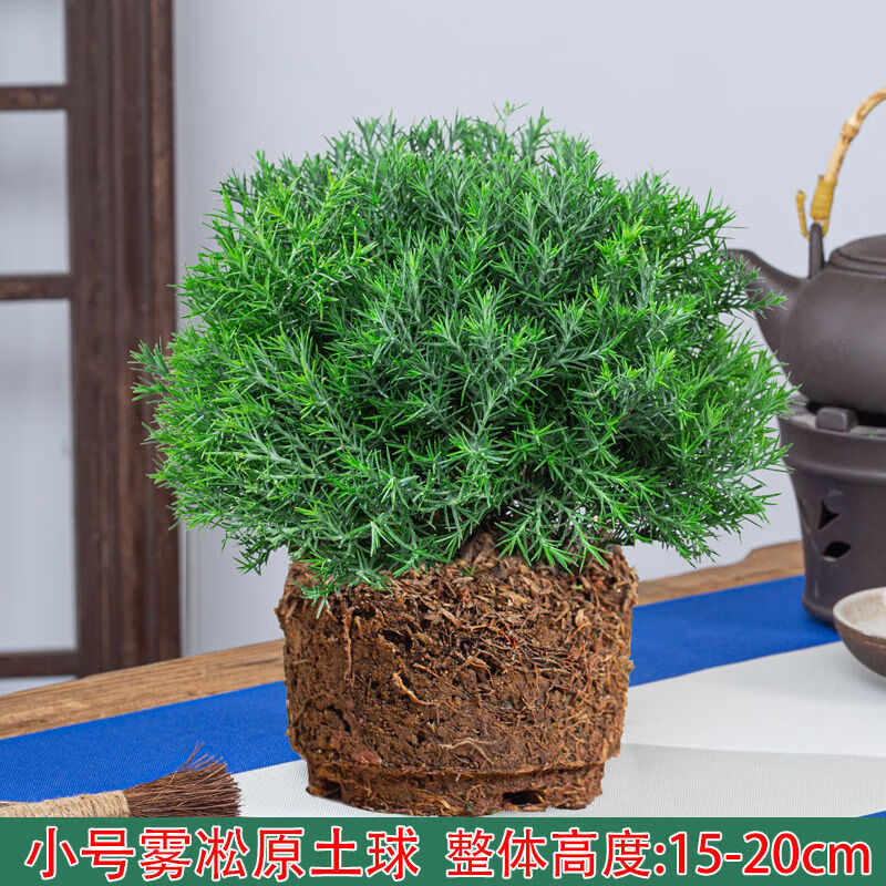 雾松盆栽四季常青好养易活凇办公室桌面耐寒旱绿植 小号雾松一棵(不含