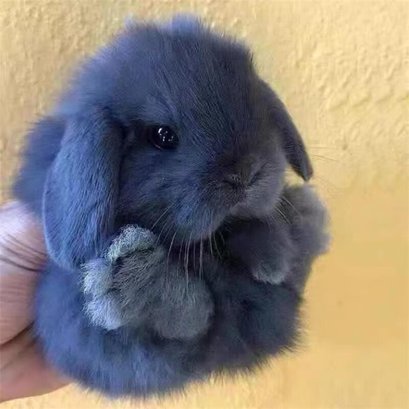 垂耳兔宠物兔折耳活体茶杯兔长不大猫猫兔纯白色侏儒兔 紫灰色垂耳兔