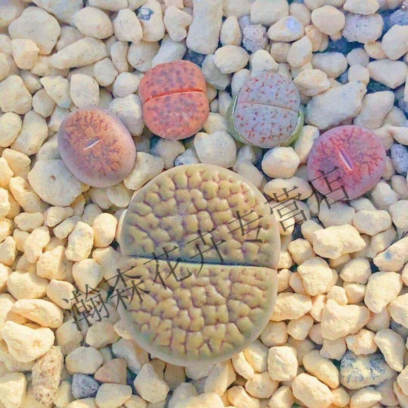 番杏科屁屁pp花 生石花屁屁套餐肉锥多肉植物盆栽 小脚丫套餐