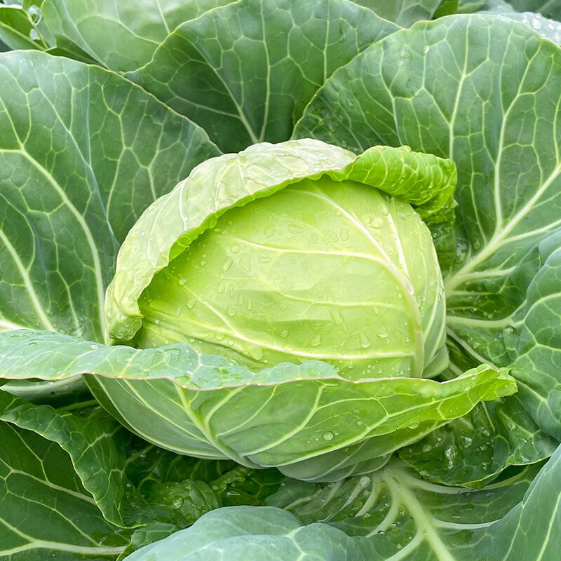 种菜记 水果甘蓝种子包菜卷心菜种籽四季春季秋季播阳台盆栽菜园基地