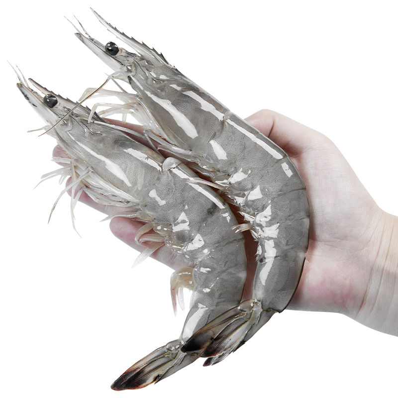 ���ڲ��������μǣ�YUYOUJI�����Ŷ�Ϻ��϶������3.2��10-15ֻ/��������Ϻ��Ϻ��Ϻ��ΧϺ 123.64Ԫ