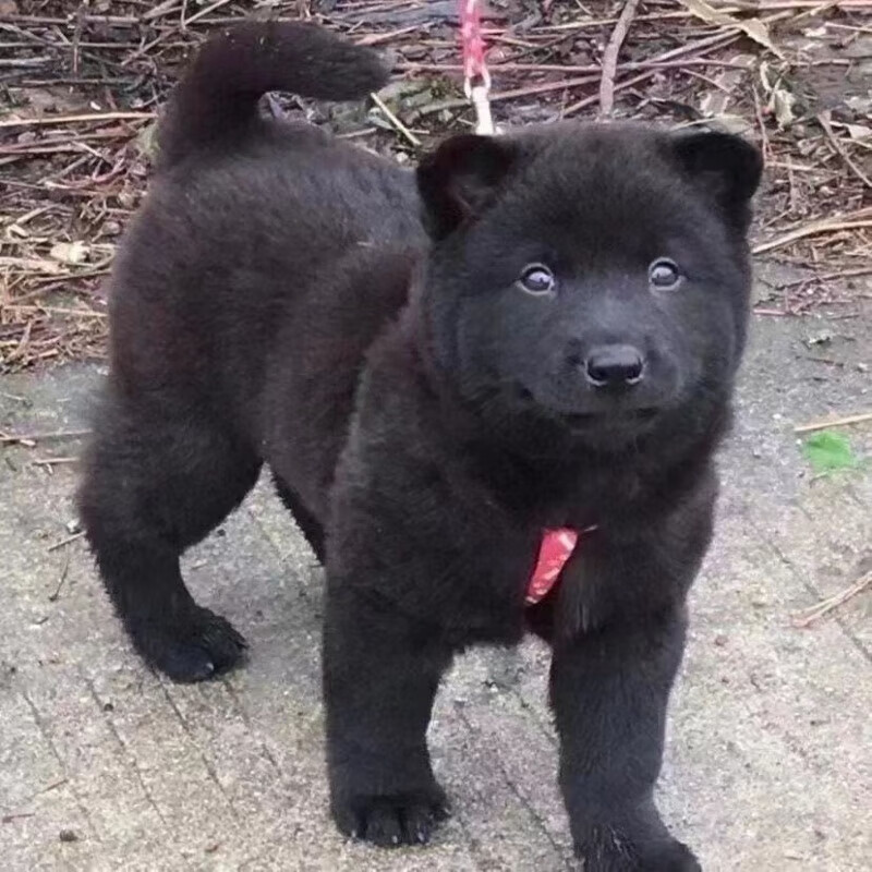 麦基乐物土狗狗狗广西看家护院家养黑土猎狗便宜霸气小黑狗幼犬 田园