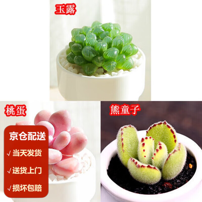 墨一(moyi)多肉植物【精养多肉】盆栽肉肉植物玉露法师生石花老桩群生
