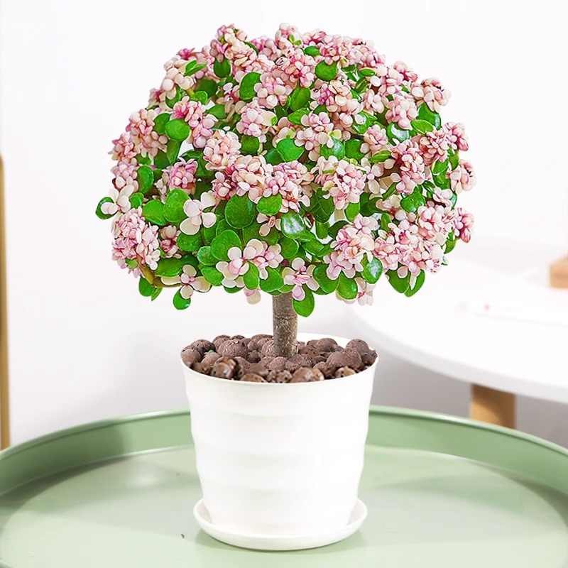 金枝玉叶盆栽老桩多肉水培植物室内花办公室绿植好养净化空气 -金枝