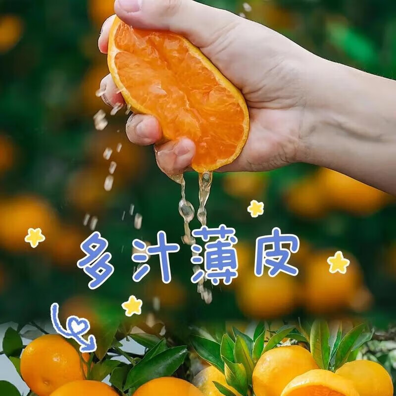 石门秀坪柑橘湖南早熟品质成熟薄皮无核现摘新鲜送人蜜橘石门蜜桔 60mm-65mm大果 9斤带箱10斤装