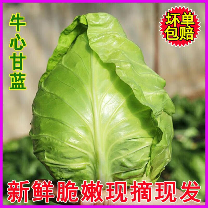 教蔬鲜生4斤牛心菜新鲜甘蓝莲花白鸡心绿叶菜尖牛心包菜湖北农家蔬菜