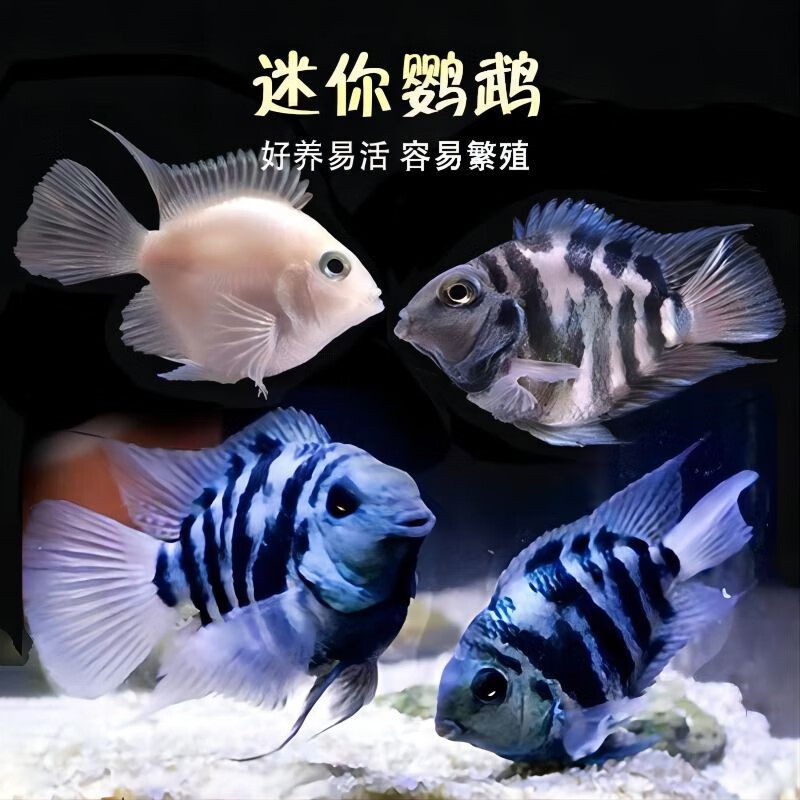 卡奇鱼观赏鱼 热带鱼 迷你鹦鹉 宝蓝鹦鹉好养易活可繁殖 宝蓝凤球阿凡达 白+蓝迷你鹦鹉2-3cm5条怎么看?