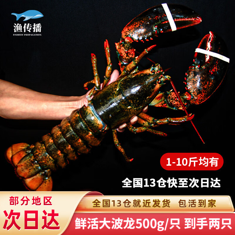 渔传播【活鲜】加拿大龙虾波士顿大龙虾波龙鲜活500g/只*2只装 海鲜水产怎么样,好用不?