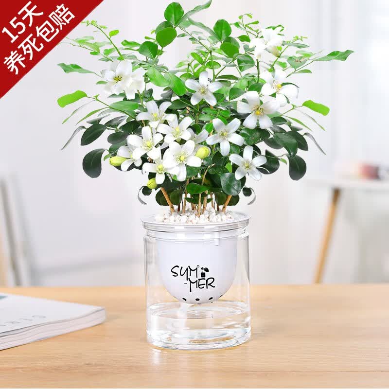 开时果 多杆九里香盆栽（当年开花）植物室内四季花卉浓香小绿植盆景苗 懒人透明自动吸水盆高性价比高么？