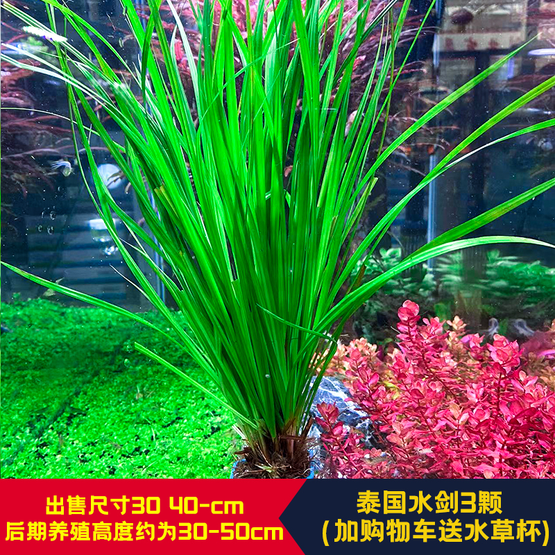 水兰 相关京东优惠商品排行榜 2 价格图片品牌优惠券 虎窝购 水兰 相关京东优惠商品排行榜 2 价格图片品牌优惠券 虎窝购