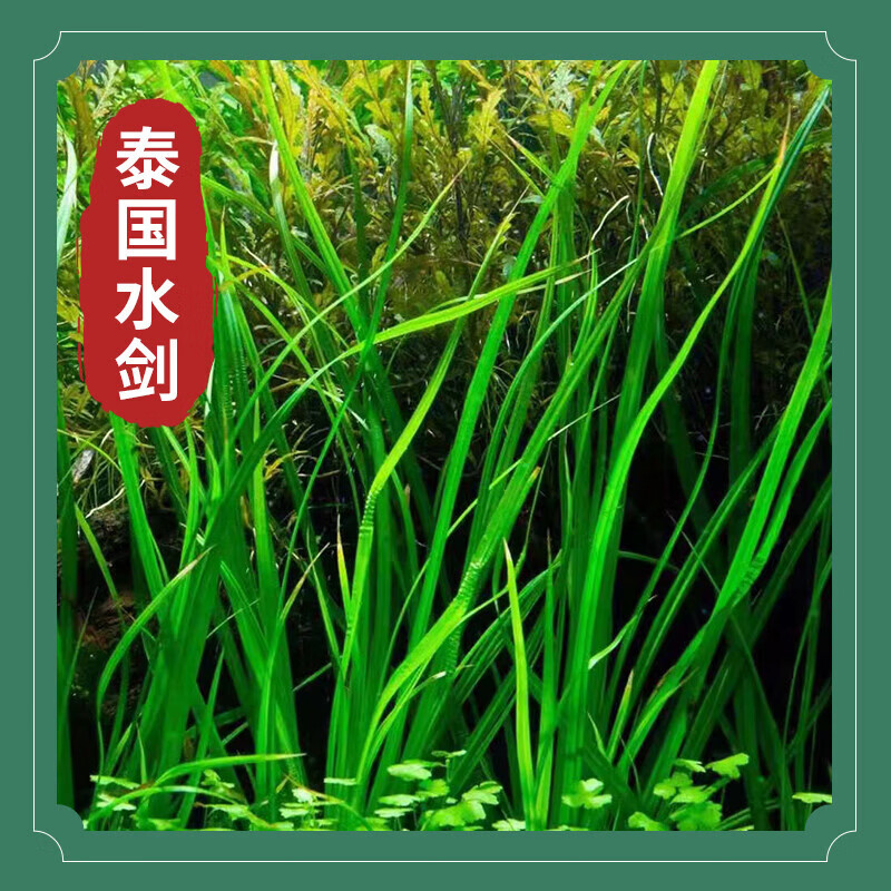 共度(gong du)泰国水剑小坨草鱼水草植物鱼缸造景懒人水培增氧阴性